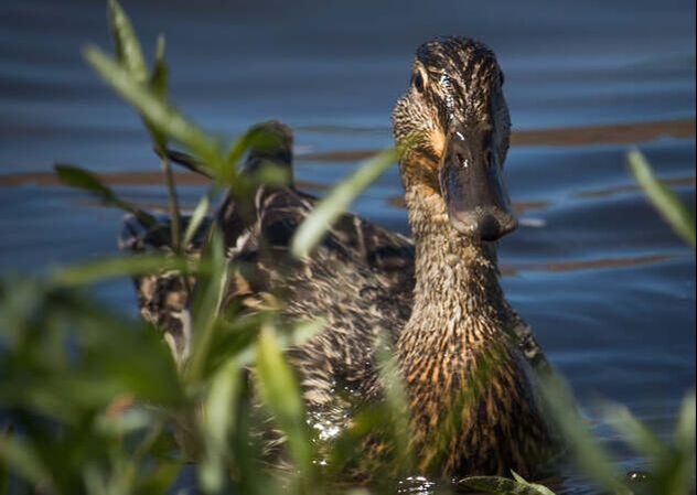 Whether dabbling ducks of diving, ducks are fun to watch in the winte